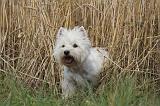 WESTIE 354